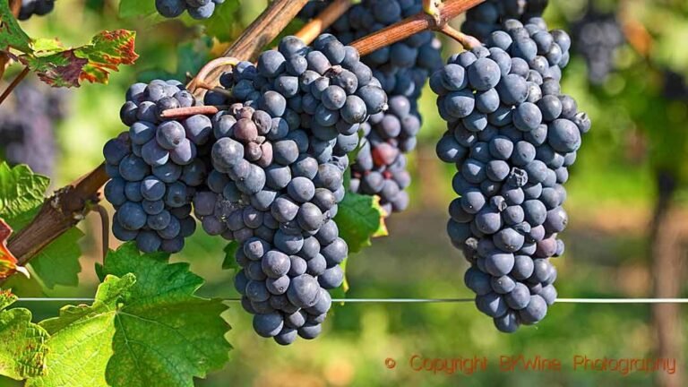 pinot noir grapes