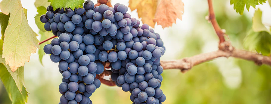 pinot noir grapes